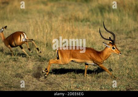 Impala, Aepyceros melampus, Male Running, Kenia Stockfoto