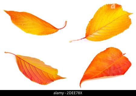 Bunte Herbst- und Herbstblätter in goldgelb, orange und rot isoliert auf weiß Stockfoto