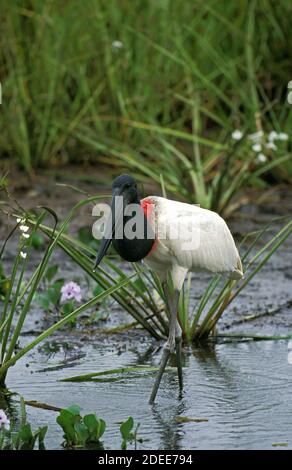 Jabiru Storch, jabiru mycteria, Erwachsener steht im Wasser, Pantanal in Brasilien Stockfoto