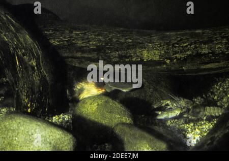 Platypus, ornithorhynchus anatinus, Erwachsene Unterwasseransicht, Australien Stockfoto