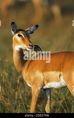 Impala, Aepyceros melampus, Weibchen mit gelbem Ochsenspecht, Buphagus africanus, Kenia Stockfoto