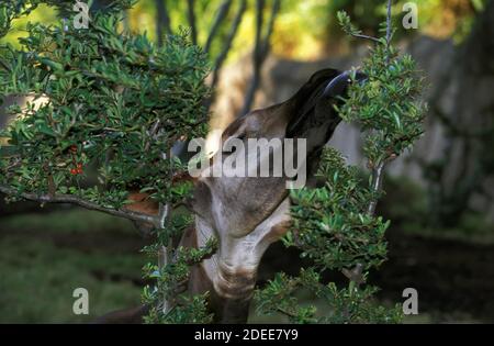 Okapi, Okapia Johnstoni, Porträt von Erwachsenen Blätter zu essen Stockfoto