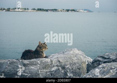 Obdachlose niedliche Erwachsene Katze liegt auf den Steinen am Meer und schläft, ruht. Türkei, Istanbul. Das Problem der obdachlosen Tiere in Städten Stockfoto