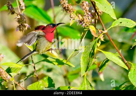 Crimson Sunbird, Aethopyga siparaja, Riverine Forest, Royal Bardia National Park, Bardiya National Park, Nepal, Asien Stockfoto