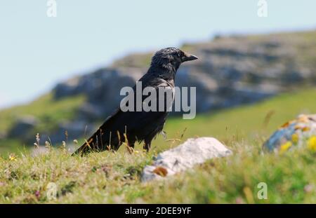 WESTERN Jackdaw (Corvus monedula), brütet auf den Britischen Inseln, Westeuropa, Skandinavien, Nordasien & Nordafrika Nahaufnahme am Küstenhang Stockfoto