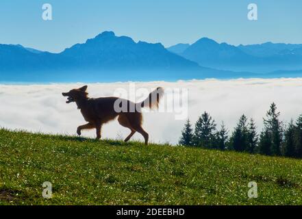 Stoetten am Auerberg, Bayern, Deutschland, November 28 2020. Wanderer und Mountainbiker auf der Strecke bis zum Auerberg (1055m) und der umliegenden Landschaft, mit den Alpen und Inversionswetterlagen (Inversionswetterlage), mit Nebel in den Tälern. © Peter Schatz / Alamy Live News Stockfoto