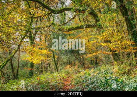 Ein kleiner, mit Blättern übersäter Pfad führt Sie durch einen wunderschönen alten kornischen Wald, der Mitte November voller bunter saisonaler Farben ist. Stockfoto