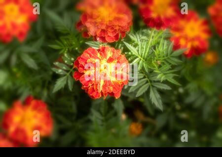 Blühende bunte Ringelblume blüht in Nahaufnahme, natürliche Garten Blumenportrait Stockfoto