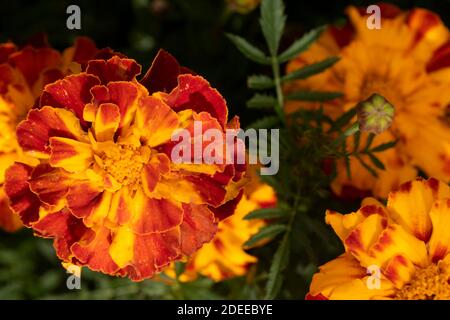 Blühende bunte Ringelblume blüht in Nahaufnahme, natürliche Garten Blumenportrait Stockfoto