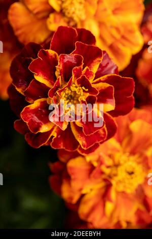 Blühende bunte Ringelblume blüht in Nahaufnahme, natürliche Garten Blumenportrait Stockfoto