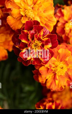 Blühende bunte Ringelblume blüht in Nahaufnahme, natürliche Garten Blumenportrait Stockfoto