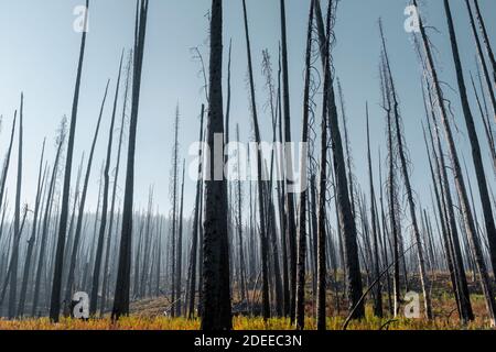 WA17719-00..... WASHINGTON - verbrannter Wald am Bunker Hill entlang des BoundaryTrail #533, Pasayten Wilderness, Okanogan Wenatchee National Forest. Stockfoto