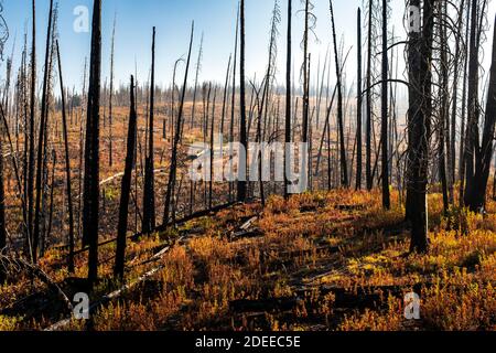 WA17720-00..... WASHINGTON - verbrannter Wald am Bunker Hill entlang des BoundaryTrail #533, Pasayten Wilderness, Okanogan Wenatchee National Forest. Stockfoto