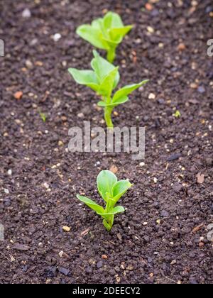 Junge breite Bohne (Sorte Super Aquadulce) Triebe wachsen in einem britischen Garten. Stockfoto