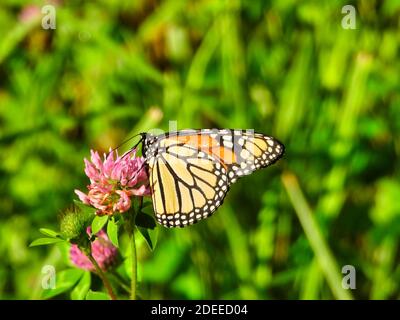 Monarch Butterfly sitzt & isst eine heiße rosa Blume zeigt Unterseite des Flügels von Bright Yellow mit schwarzer Umrisse & weiße Flecken & Oberseite mit Orange Stockfoto