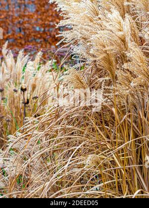 Pampas Gras Samen Köpfe wachsen vor einer Buche Hecke im Winter. Stockfoto