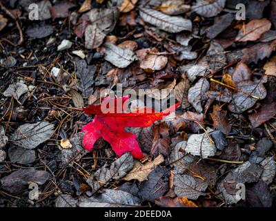 Einzelnes gestürztes rotes Acer-Blatt auf dem Boden mit verfaulenden Buchen-Blättern. Stockfoto