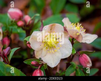 Helleborus niger auch bekannt als Weihnachtsrose wächst in einem britischen Garten im Winter. Stockfoto