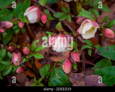 Helleborus niger auch bekannt als Weihnachtsrose wächst in einem britischen Garten im Winter. Stockfoto