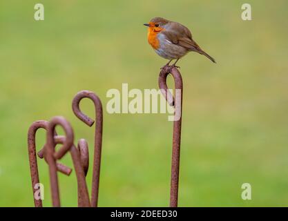 Ein Robin sitzt auf einem rostigen Metallspieß, in einem britischen Garten. Stockfoto