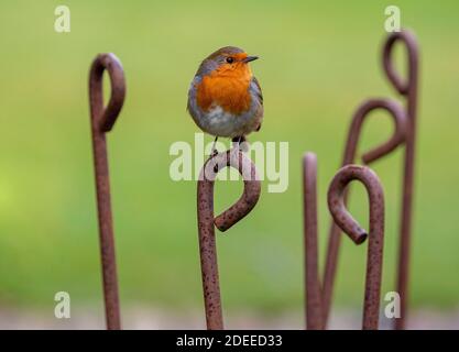 Ein Robin sitzt auf einem rostigen Metallspieß, in einem britischen Garten. Stockfoto