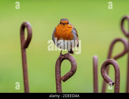 Ein Robin sitzt auf einem rostigen Metallspieß, in einem britischen Garten. Stockfoto