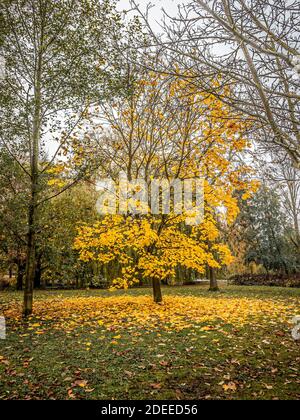 Platanenbaum im Herbst mit goldenen Blättern Stockfoto