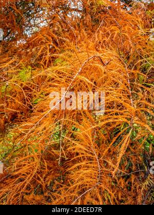 Sumpfzypresse (Taxodium destichum). Laub-Nadelbaum im Herbst mit orangefarbenem Laub Stockfoto
