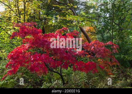 England, Surrey, Guildford, RHS Wisley, Herbstfarben Stockfoto