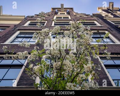 AMSTERDAM, NIEDERLANDE - 01. MAI 2018: Frühlingsblüte auf Baumaussicht gegenüber traditionellem Lagerhaus Stockfoto