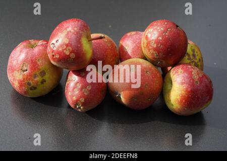 Ein Stapel von Äpfeln mit Apfelschorf Krankheit Stockfoto