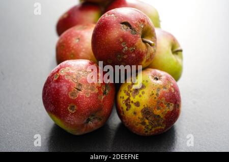 Ein Stapel von Äpfeln mit Apfelschorf Krankheit Stockfoto