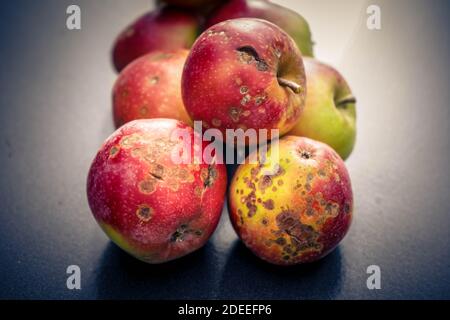 Ein Stapel von Äpfeln mit Apfelschorf Krankheit Stockfoto