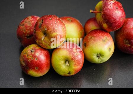 Ein Stapel von Äpfeln mit Apfelschorf Krankheit Stockfoto