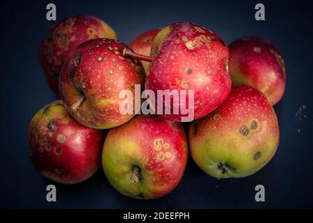 Ein Stapel von Äpfeln mit Apfelschorf Krankheit Stockfoto