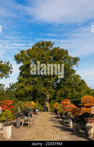 England, Surrey, Guildford, RHS Wisley, Bonsai Spaziergang mit Herbstfarben Stockfoto