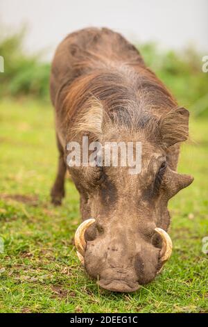 A Warthog (Phacochoerus africanus) Essen, Queen Elizabeth Nationalpark, Uganda. Stockfoto