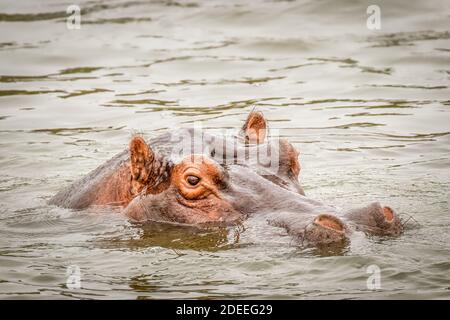 Hippo (Hippopotamus amphibious) Entspannung im Wasser während des Tages, Queen Elizabeth National Park, Uganda. Stockfoto