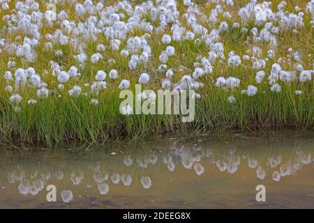 Scheuchzer-Baumwollgras / Weißer Baumwollgras (Eriophorum scheuchzeri) Zeigt weiße Baumwollblumen Stockfoto