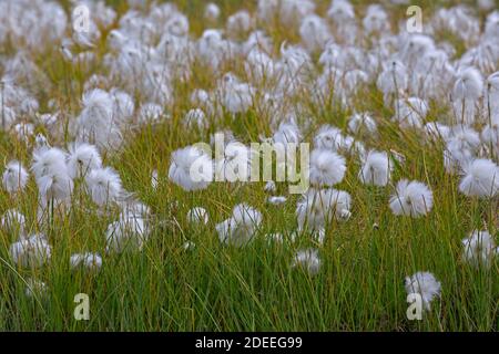Scheuchzer-Baumwollgras / Weißer Baumwollgras (Eriophorum scheuchzeri) Zeigt weiße Baumwollblumen Stockfoto
