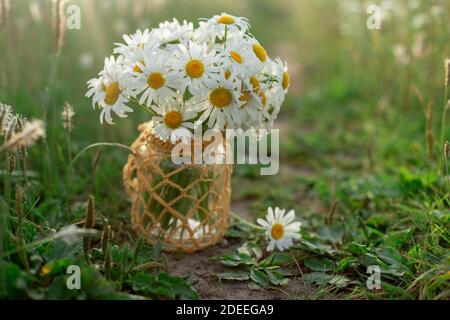 Kamillen in einem Glas stehen zwischen dem Gras Stockfoto