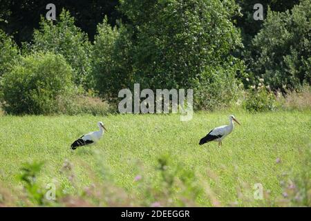 Storchfamilie in ihrer natürlichen Umgebung. Zwei Störche auf der grünen Wiese auf der Suche nach Nahrung an sonnigen Sommertagen Stockfoto