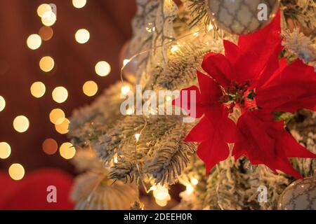 Rote Weihnachtsblume auf einem verschneiten Christbaumzweig, glühende Girlanden im Hintergrund. Stockfoto