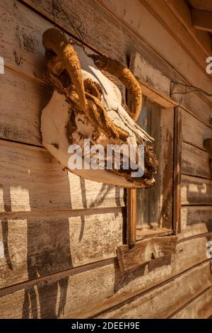 Alter Schädel an der Scheunenwand Stockfoto