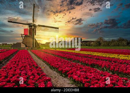 Sonnenuntergang über einer typisch holländischen Komposition einer Mühle mit Blühende Tulpe in einem Feld vor dem Hintergrund der untergehenden Sonne In gelb und orange Stockfoto