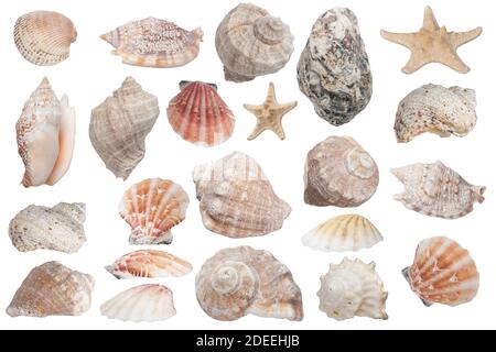 Viele schöne Muscheln auf weißem Hintergrund isoliert Stockfoto