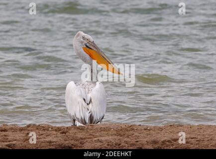 Dalmatinischer Pelikan (Pelecanus crispus) Erwachsener auf Sandbank Almaty Provinz, Kasachstan Mai Stockfoto