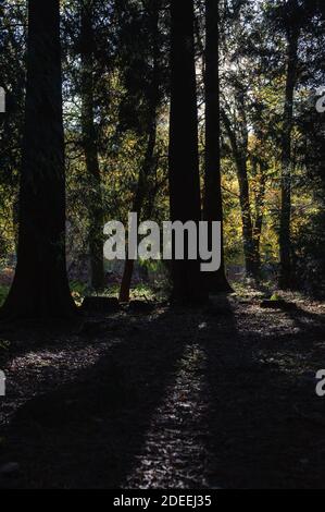 Dunkle Herbstwälder Schatten tauchen in Sonnenlicht auf Stockfoto