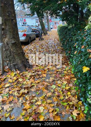 Herbstblätter bedecken die Gehwege auf den baumgesäumten Wohnstraßen in vielen Vierteln von Brooklyn, New York. Stockfoto