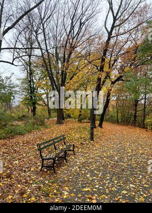 Herbstblätter bedecken den Boden im Prospect Park während des Spätherbst in Brooklyn, New york. Stockfoto